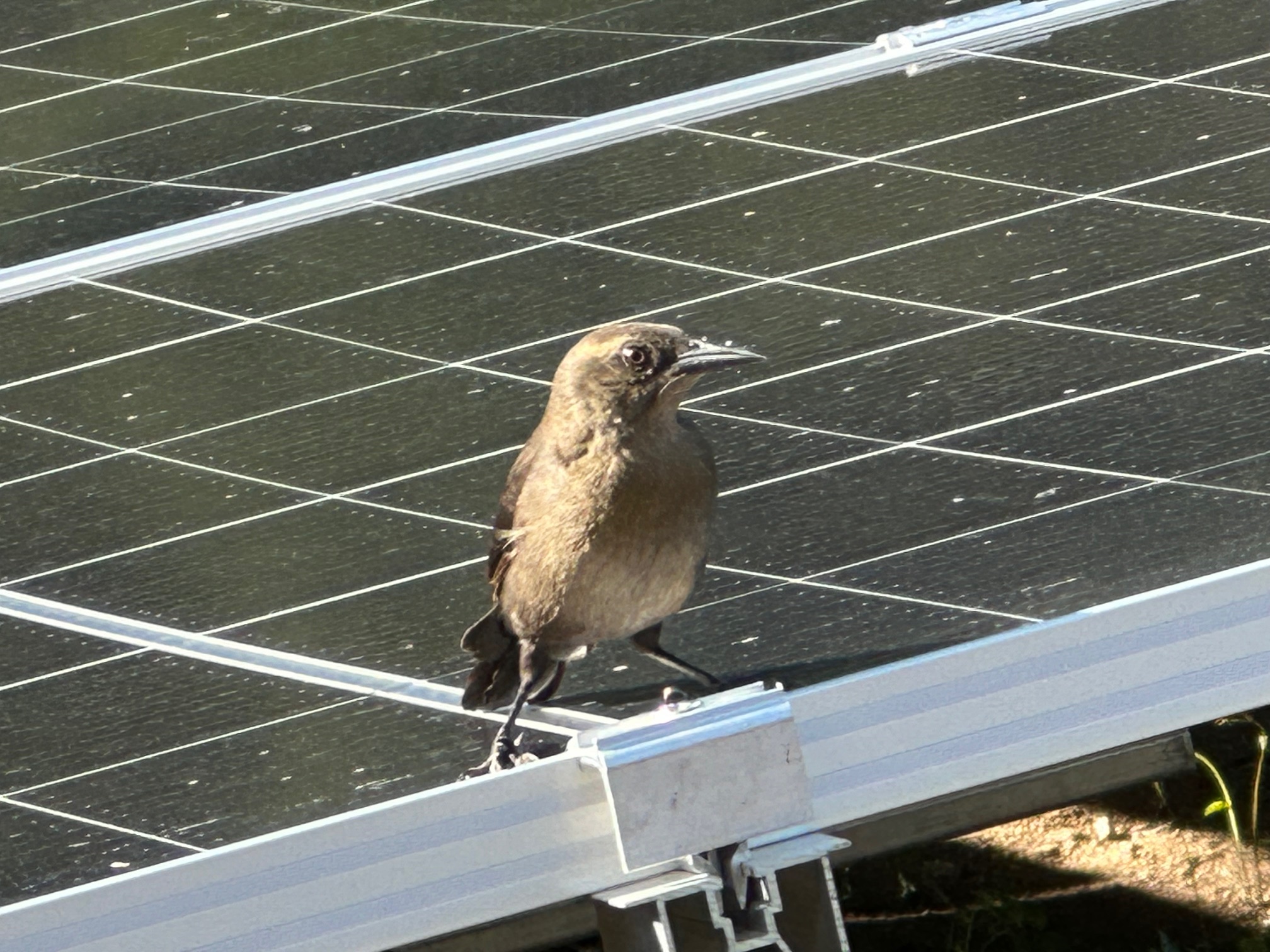 Modulo solar pajaro